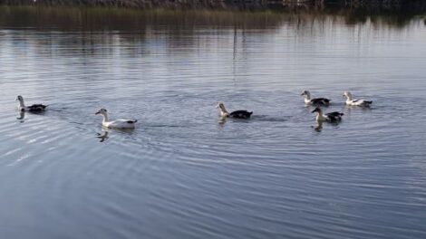 Free Range or Penned: Protecting a Flock of Ducks at Night Image